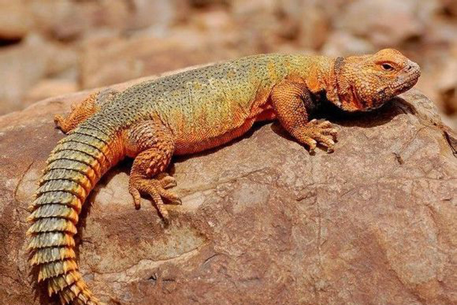 摩洛哥不敌埃及，晋级形势显露出丝丝危机，战绩斐然