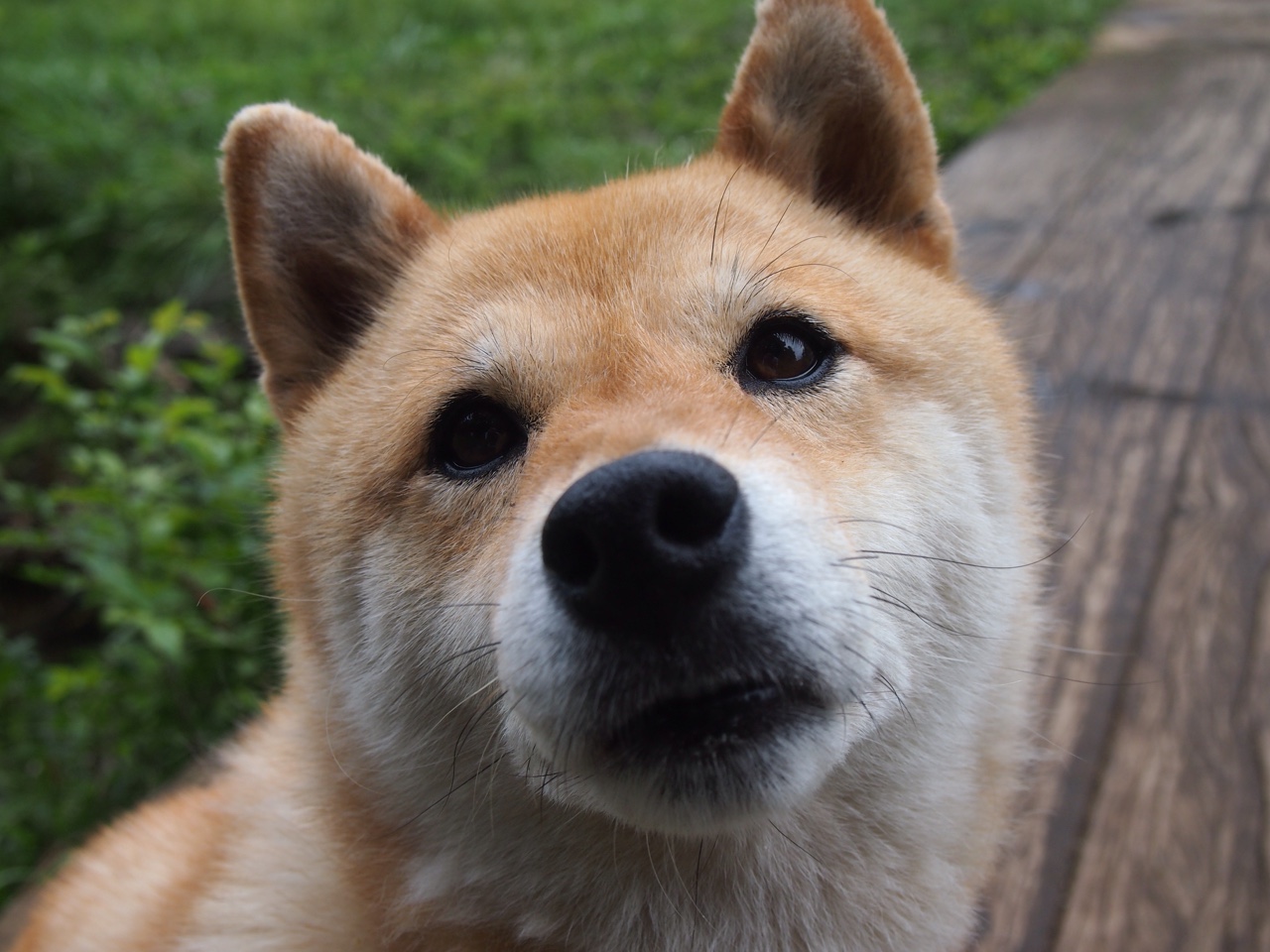 火箭封锁猛龙，班凯罗却在F1式年度争冠中接管比赛